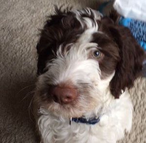 A brown and white dog with curly fur looking directly at the camera.